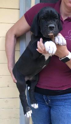 Olivera Von Schlesien