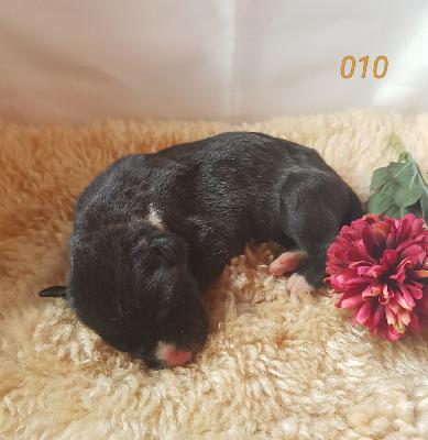 Olivia Von Schlesien