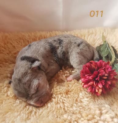 Olympia Von Schlesien