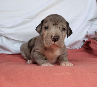 Olympia Von Schlesien