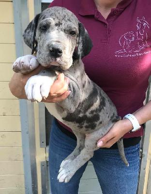 Olympia Von Schlesien