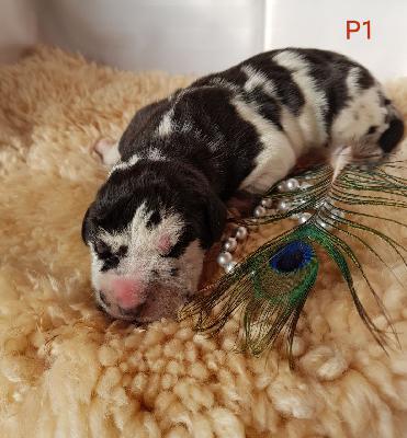 Poseidon Von Schlesien