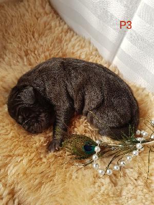 Poseidon-Tidus Von Schlesien