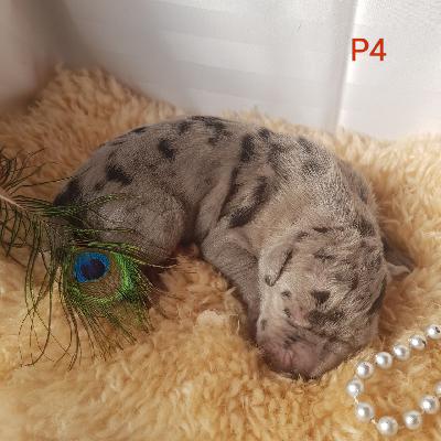 P-Frida Von Schlesien