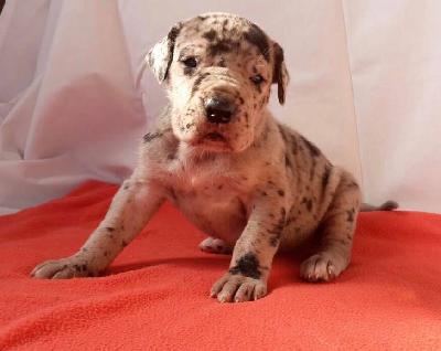 P-Frida Von Schlesien