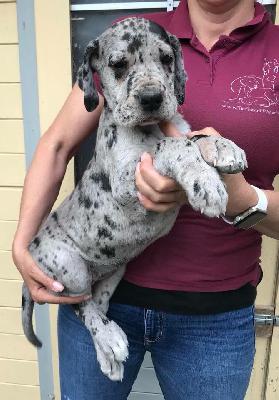 P-Frida Von Schlesien