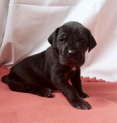 Penelope Von Schlesien