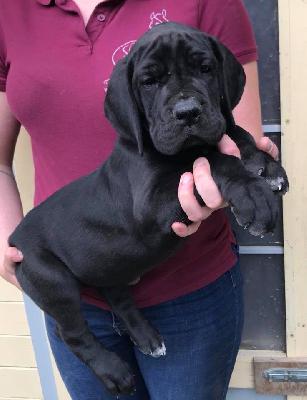 Penelope Von Schlesien