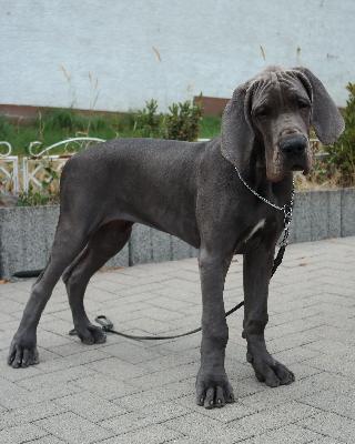 Pandora vom Ysenburger Bergland