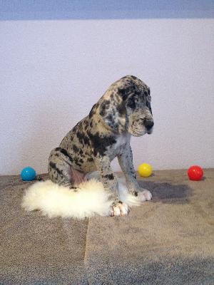 Anton von Glanz und Gloria