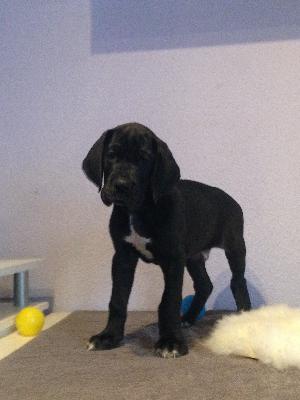 Adolfo von Glanz und Gloria