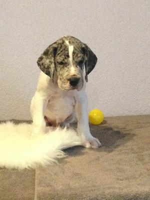 Ansgar von Glanz und Gloria