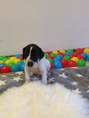 Arnold von Glanz und Gloria