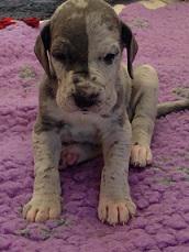 Adelheid von Glanz und Gloria