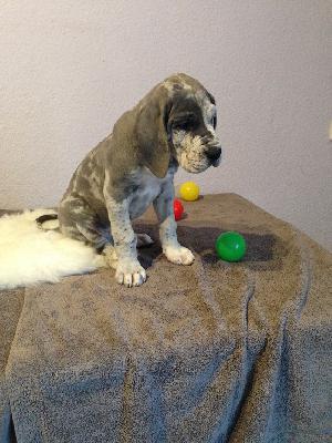 Adelheid von Glanz und Gloria