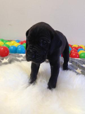 Anneliese von Glanz und Gloria