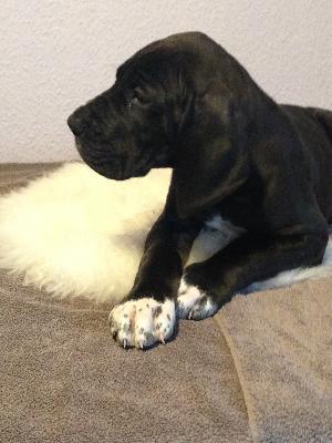 Anneliese von Glanz und Gloria