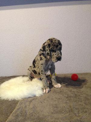 Agathe von Glanz und Gloria