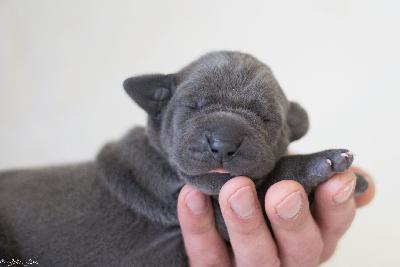 Clea vom R�uberbaron