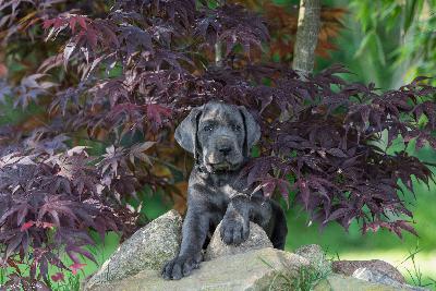 Cati vom R�uberbaron