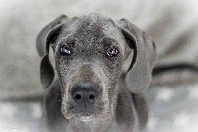 Cati vom R�uberbaron