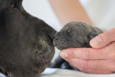 Carlotta vom Ruberbaron