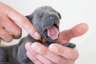 Carla vom R�uberbaron