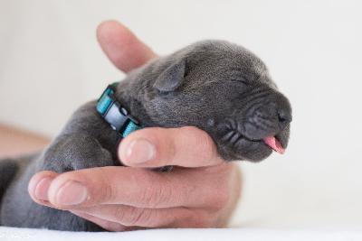 Chaja 2 Blue Hood�s vom R�uberbaron