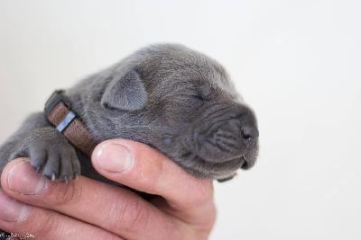 Cailin vom R�uberbaron