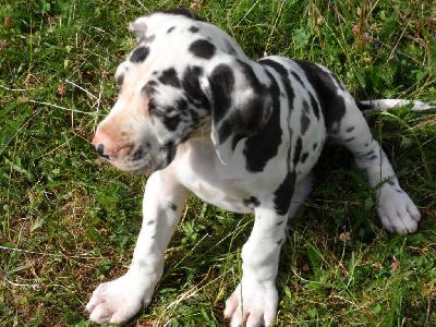 Paloma vom Sch�ntal