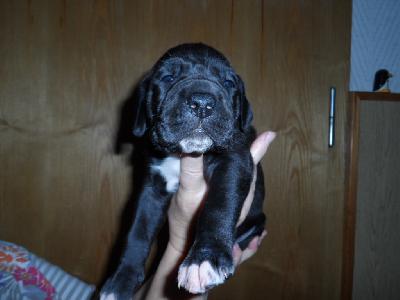 IVF-2018042505 vom Sch�ntal