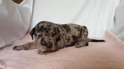 Qani Dumischa Von Schlesien