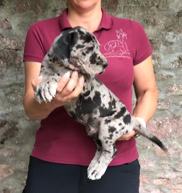 Qani Dumischa Von Schlesien