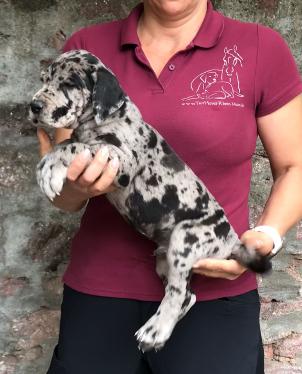 Qani Dumischa Von Schlesien