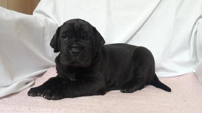 Quinton Von Schlesien