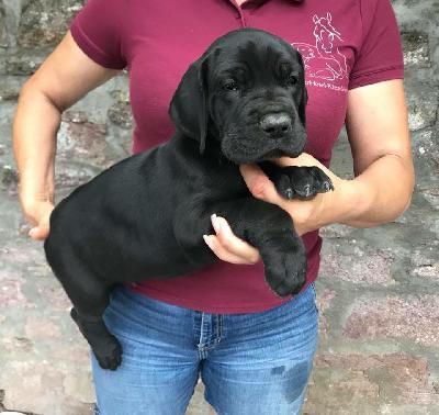 Quinton Von Schlesien