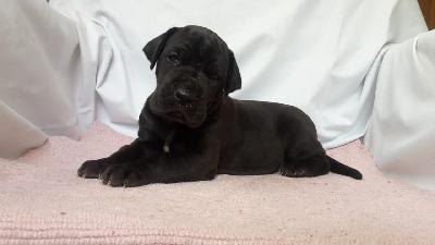 Qlarentino Q7 Von Schlesien