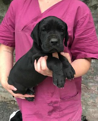 Qlarentino Q7 Von Schlesien