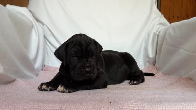 Quischa Q9 Von Schlesien