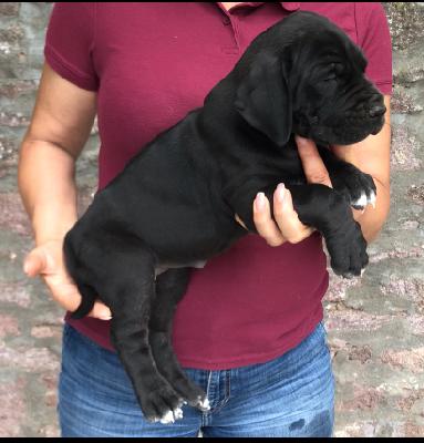 Quischa Q9 Von Schlesien