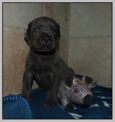 Veddi von der Wolfsh�hle