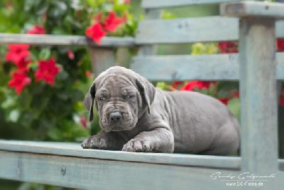 Veddi von der Wolfsh�hle