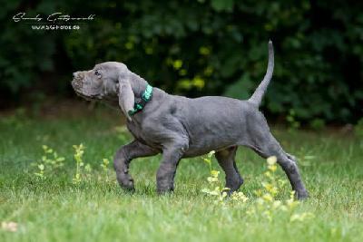 Veddi von der Wolfshhle