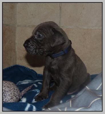 Voodoo von der Wolfsh�hle