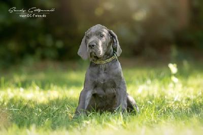 Voodoo von der Wolfshhle