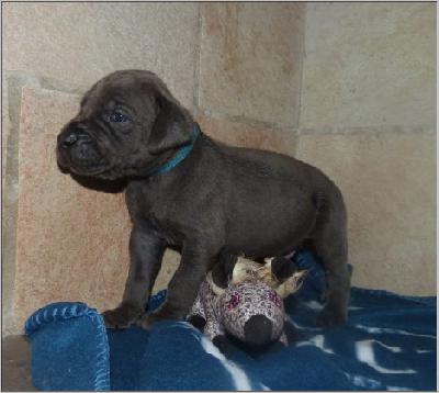 V-Mann Kr�mel von der Wolfsh�hle