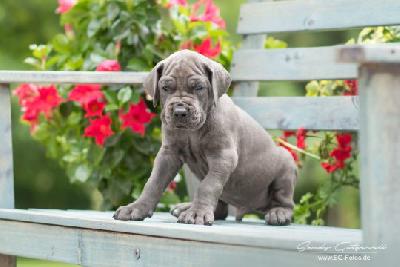 V-Mann Krmel von der Wolfshhle