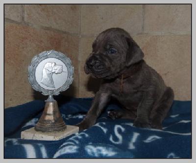 Vasco von der Wolfsh�hle