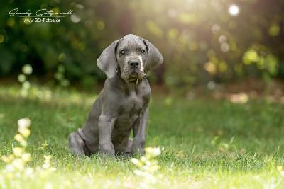 Vasco von der Wolfshhle