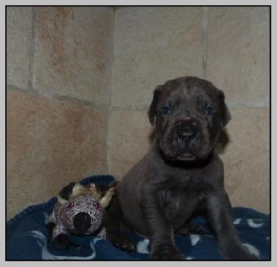 Vigo von der Wolfsh�hle